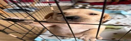Labrador Retriever dogs for sale: Beautiful Labrador puppies for sale  - Advert 33