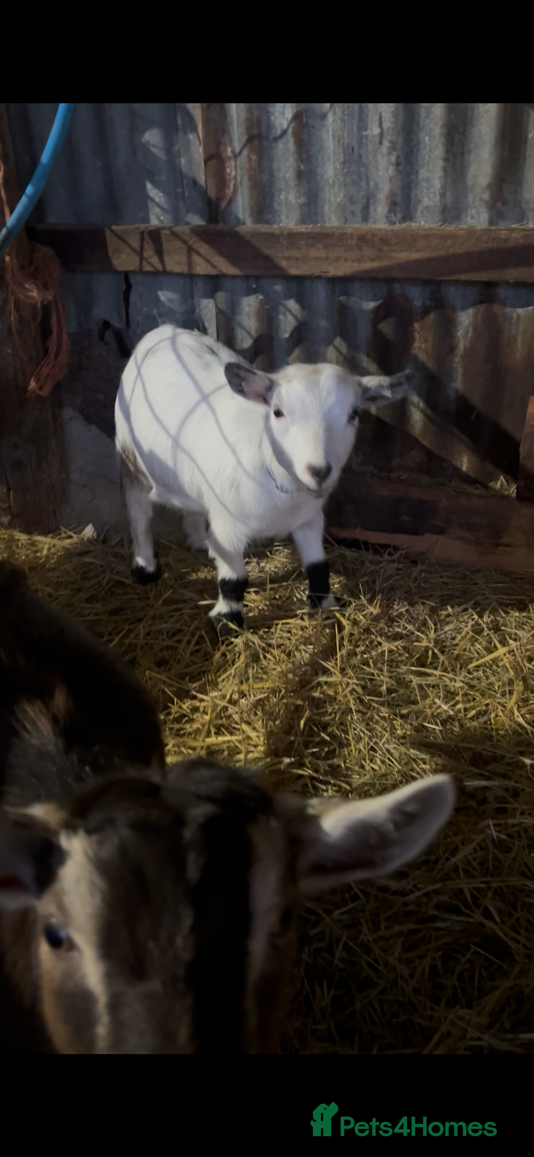 Goats livestock for sale: 2 pairs of gorgeous Pygmy Goat females - Advert 2