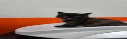 Mixed Breed cats for sale: A Fairytale Romance - Advert 5