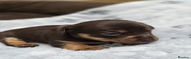 Rolo