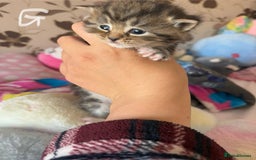 Mixed Breed cats for sale: Beautiful tabby kittens - Image 3