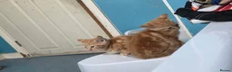 Mixed Breed cats for sale: Bengal and British shorthair  - Advert 8