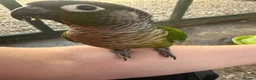 Conures birds for sale: Bonded pair of conures in Woodbridge - Advert 3