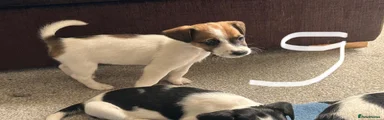 Jack Russell 4