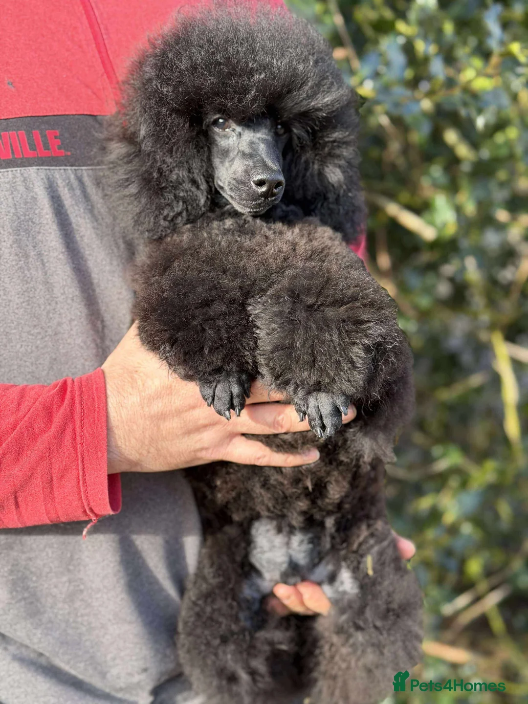 Toy Poodle dogs for sale: KC registered Toy Poodle Male puppy - Advert 3