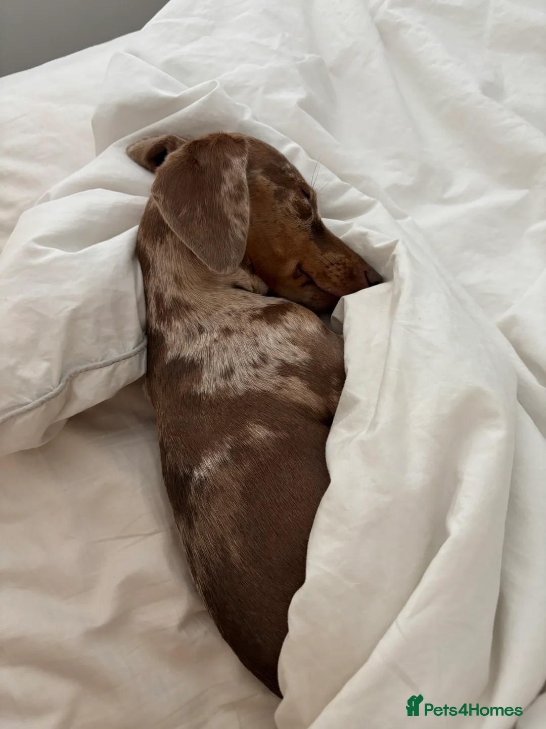 Miniature Dachshund dogs for sale: Miniature dachshund  - Advert 2