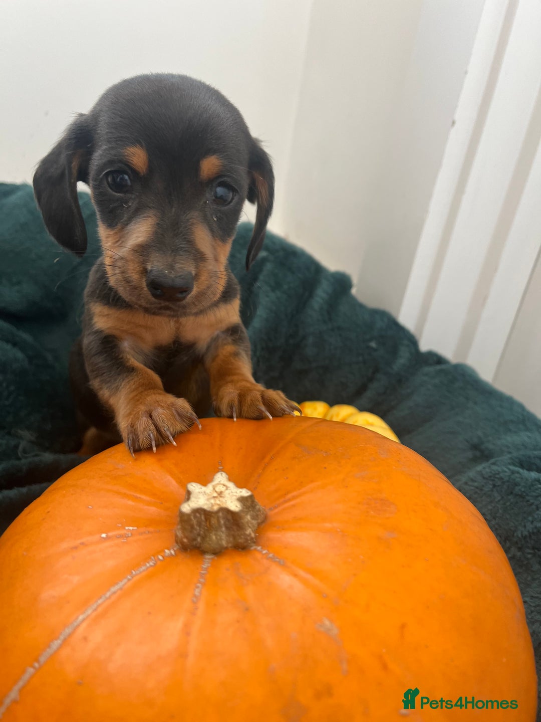 Dachshund dogs for sale: 6 beautiful dachshund puppies  - Image 21