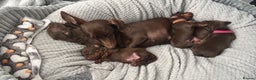 Miniature Dachshund dogs for sale: 2 boy miniature Dachshund puppies for sale - Advert 4