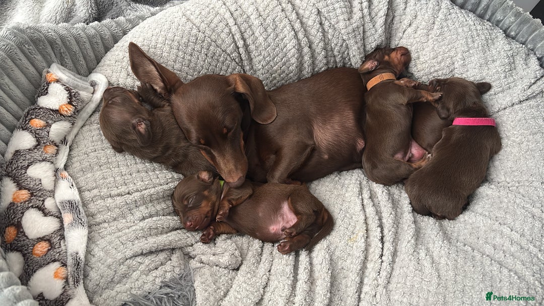 Miniature Dachshund dogs for sale: 2 boy miniature Dachshund puppies for sale - Image 4