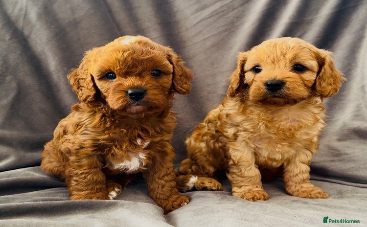 Cavapoo dogs - Advert 1