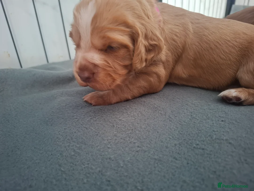 Cocker Spaniel dogs for sale: Cocker spaniel puppies - Advert 17