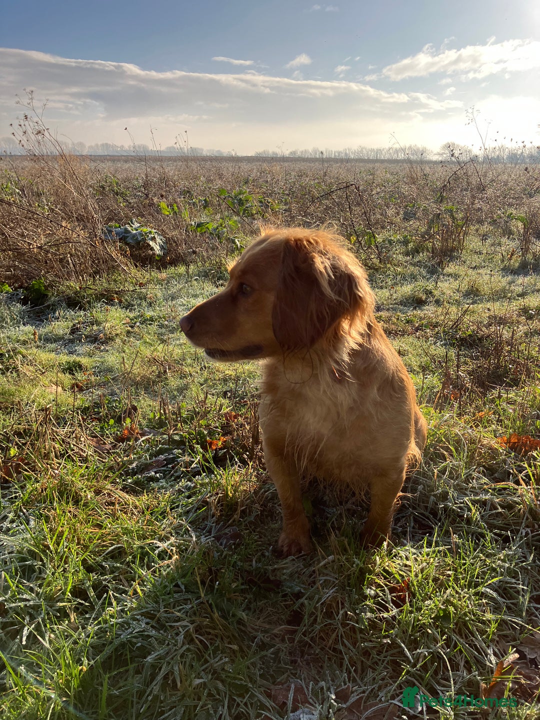 Cocker Spaniel dogs for sale: Working Cocker Spaniel Pups  - Advert 2