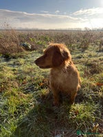 Cocker Spaniel dogs - Advert 3