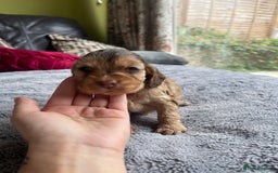 Cocker Spaniel dogs for sale: KC Show Cockers - 1 Girl , 3 Boys remaining! - Image 3