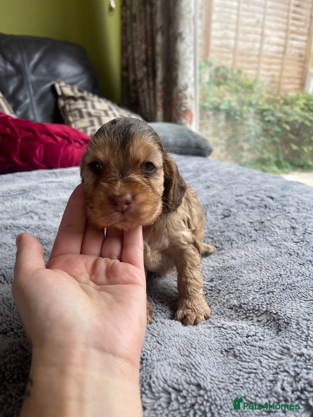 Cocker Spaniel dogs for sale: KC Show Cockers - 1 Girl , 3 Boys remaining! - Image 3