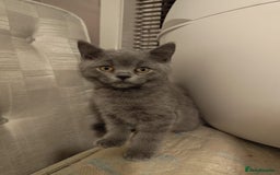 British Shorthair cats for sale: Last Female Gorgeous British Shorthair Kitten - Image 2