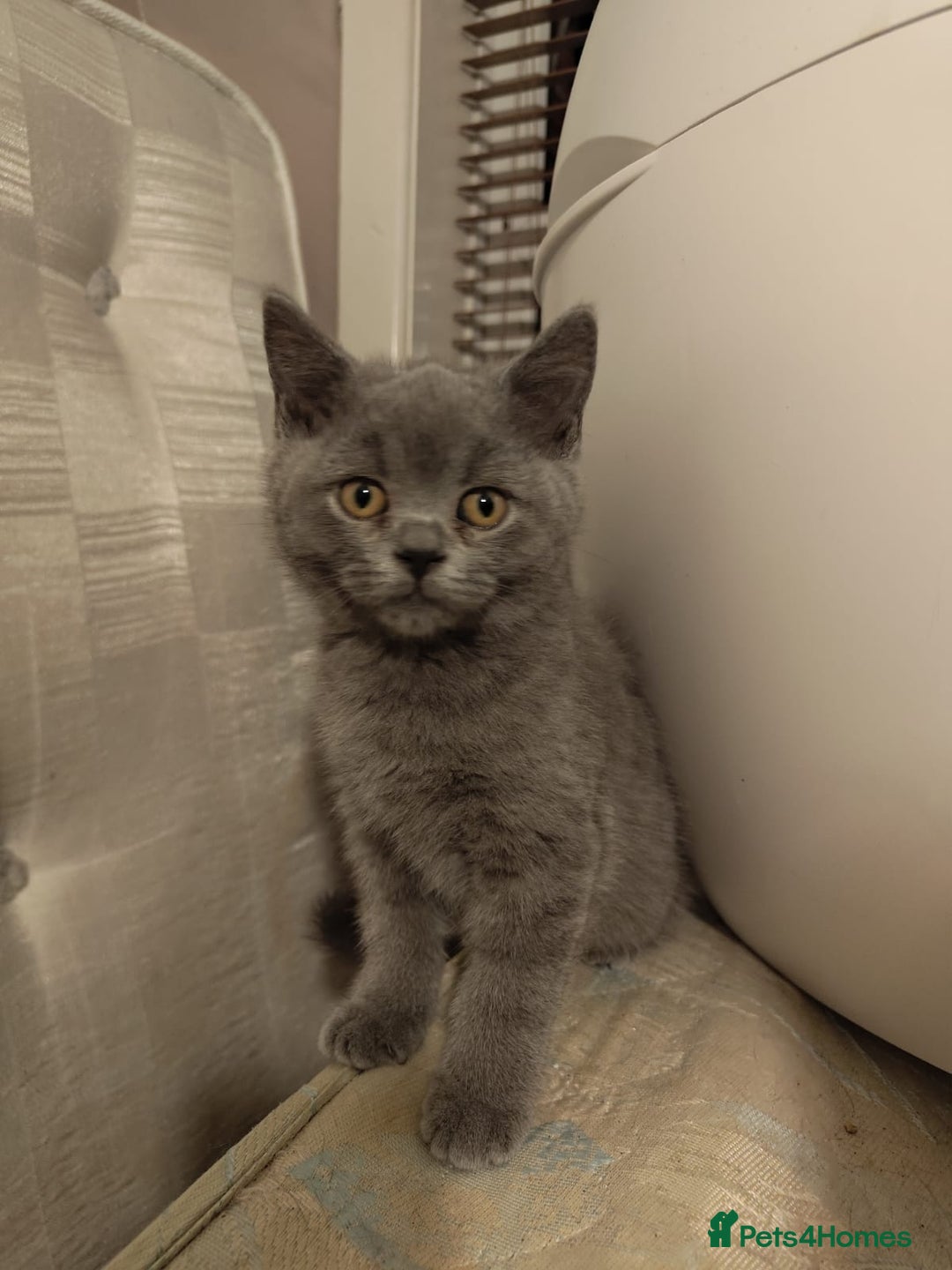 British Shorthair cats for sale: Last Female Gorgeous British Shorthair Kitten - Image 2