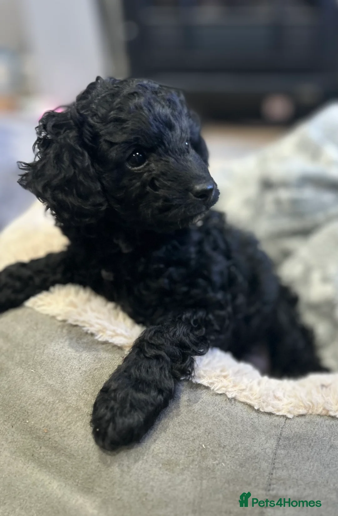 Cavapoo dogs for sale: Gorgeous black toy cavapoo puppy *sold* - Advert 2