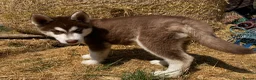 Siberian Husky dogs for sale: Beautiful Purebred Red Siberian Husky Girls - Advert 38