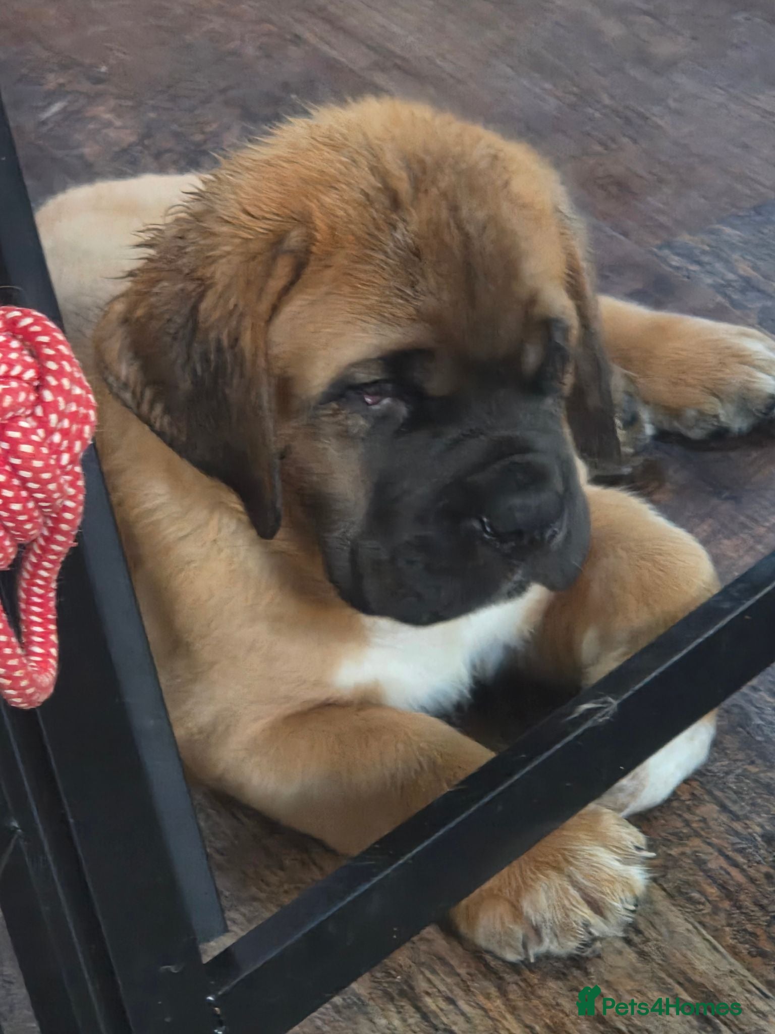 Saint Bernard dogs Saint de bordeaux puppies 1 boy left - Advert 5