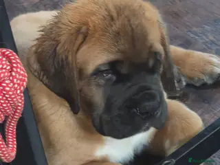 Saint Bernard dogs REDUCED Saint de bordeaux puppies 2 left - Advert 2