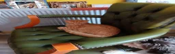 Mixed Breed cats for sale: Savannah & Bengal two boys kittens for sale. in Pontypridd - Advert 5