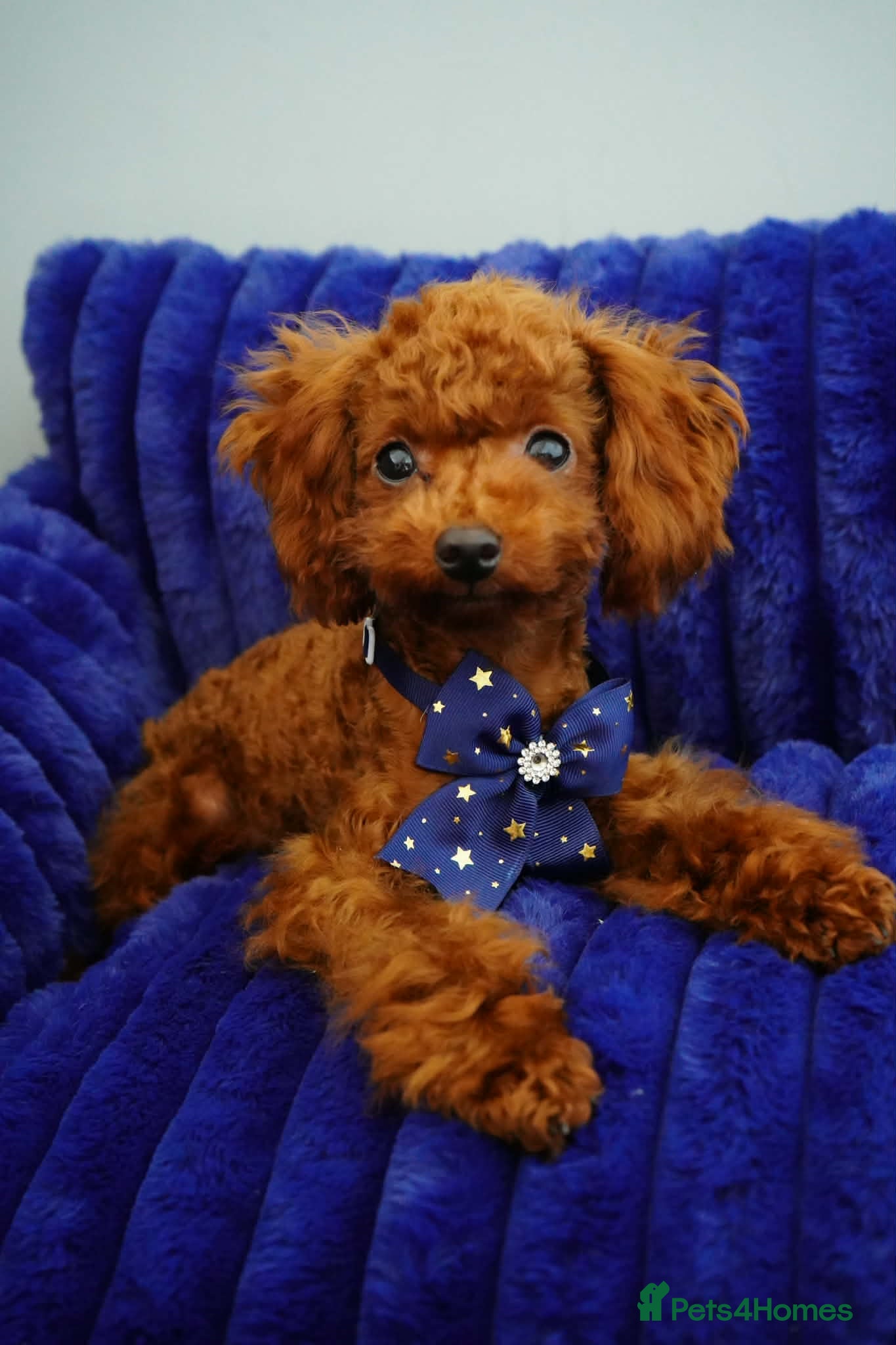 Toy Poodle dogs Beautiful Asian Toy Poodle - Advert 14
