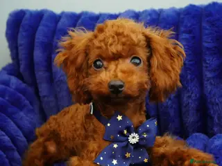 Toy Poodle dogs Beautiful Asian Toy Poodle - Advert 14