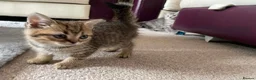 British Shorthair cats for sale: British Blue Shorthair Silver Tabby kittens - Advert 15