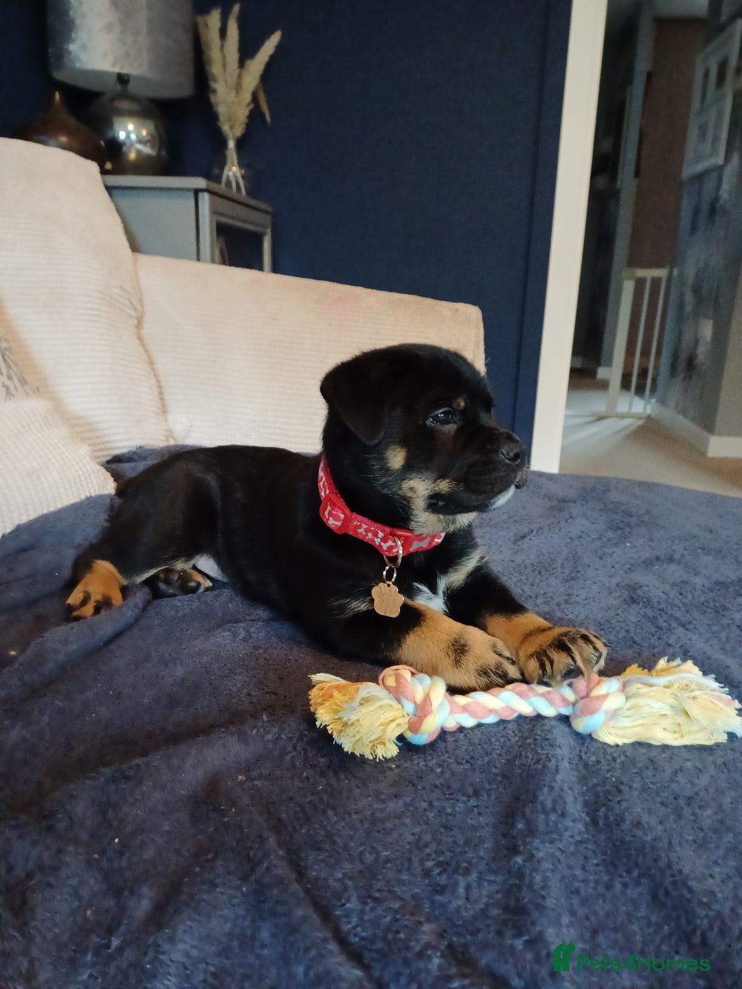 Rottweiler dogs for stud: Rottweiler cross for stud - Image 6