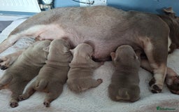 English Bulldog dogs for sale: Beautifull full suit lilac and tan - Image 7