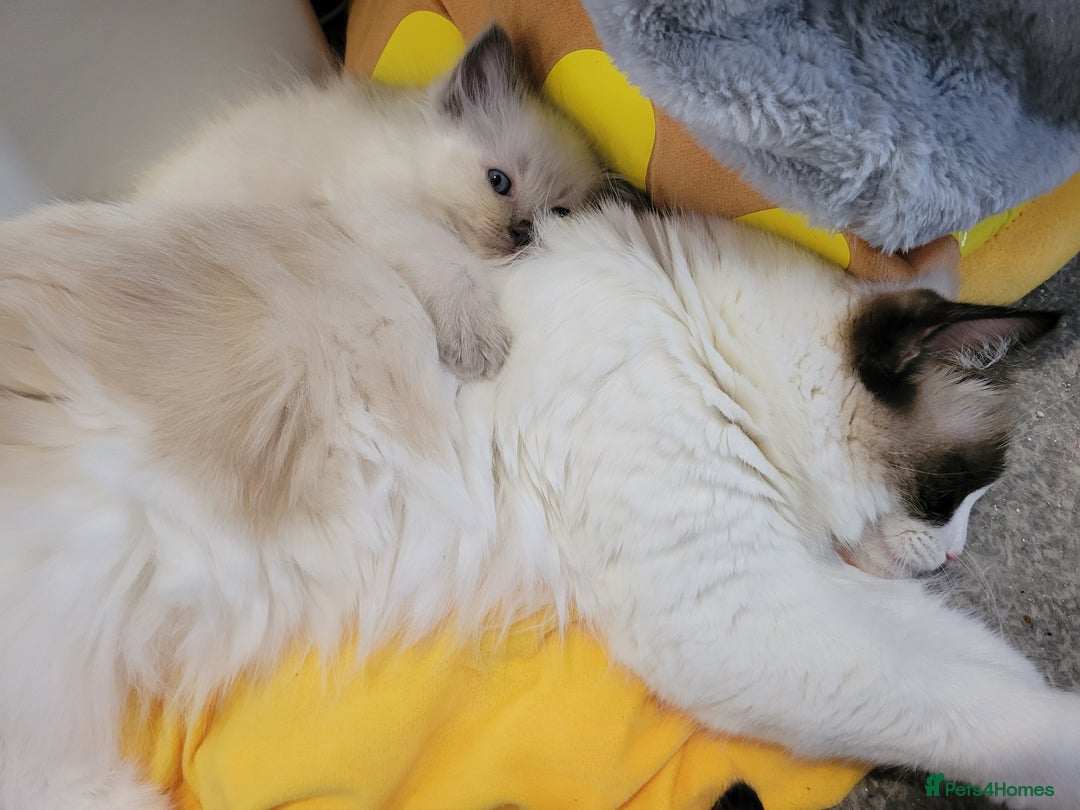 Ragdoll cats for sale: 5 very loved and spoiled Ragdoll kitttens - Advert 13