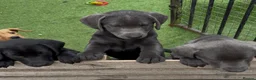 Labrador Retriever dogs for sale: Gorgeous KC Silver & Charcoal Labrador Pups - Advert 4