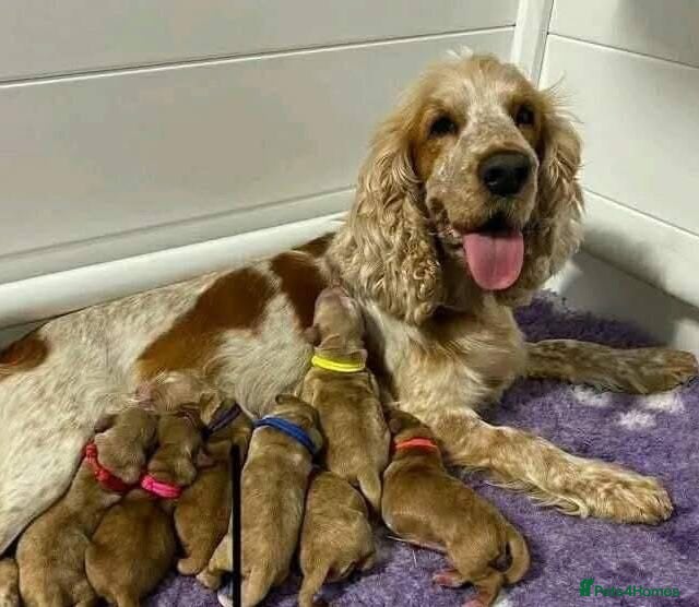 Cockapoo dogs for sale: Cockapoo puppy male  - Advert 3
