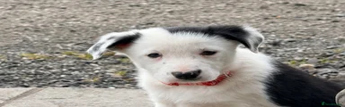 Border Collie Puppy 6