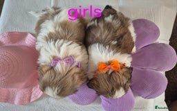 Shih Tzu dogs for sale: Cute Shih-Tzu puppies😍😍😍 - Image 2