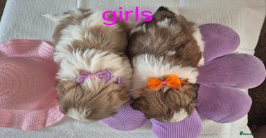 Shih Tzu dogs - Advert 11