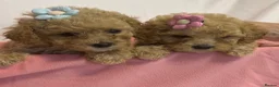 Poochon dogs for sale: Beautiful Poochon Puppies  - Advert 6