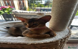 Abyssinian cats for sale: Perfect Boy Ready to Go 😻💙 - Image 9