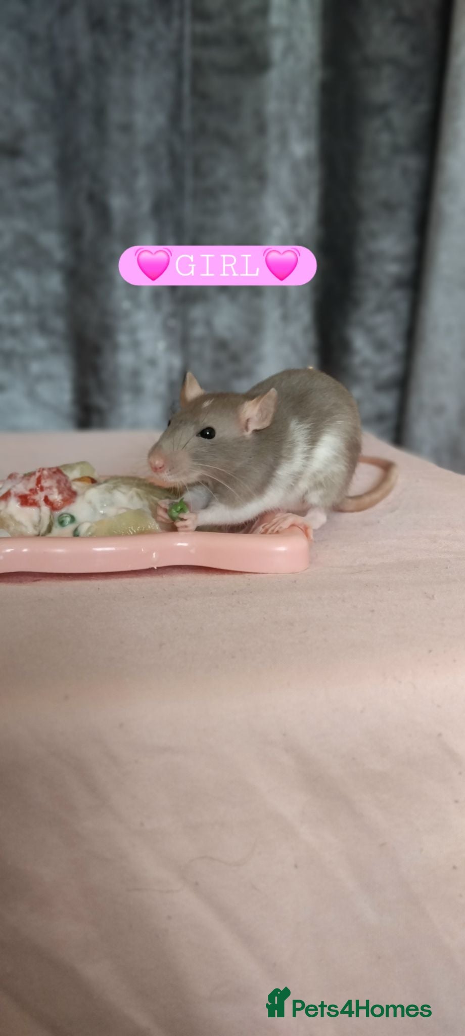 Rat rodents Beautiful babies ratties 🥰🥰🥰 - Advert 1