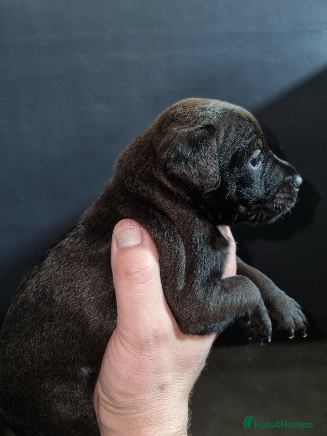 Patterdale Terrier dogs for sale: PATTERDALE PUPS FOR SALE (Nutall lines) - Image 12