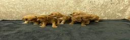 Cockapoo dogs for sale: 7 Gorgeous Cockapoo Puppies Left - Advert 15