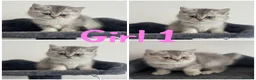 British Shorthair cats for sale: 5 Beautiful British Short hair kittens - Advert 1