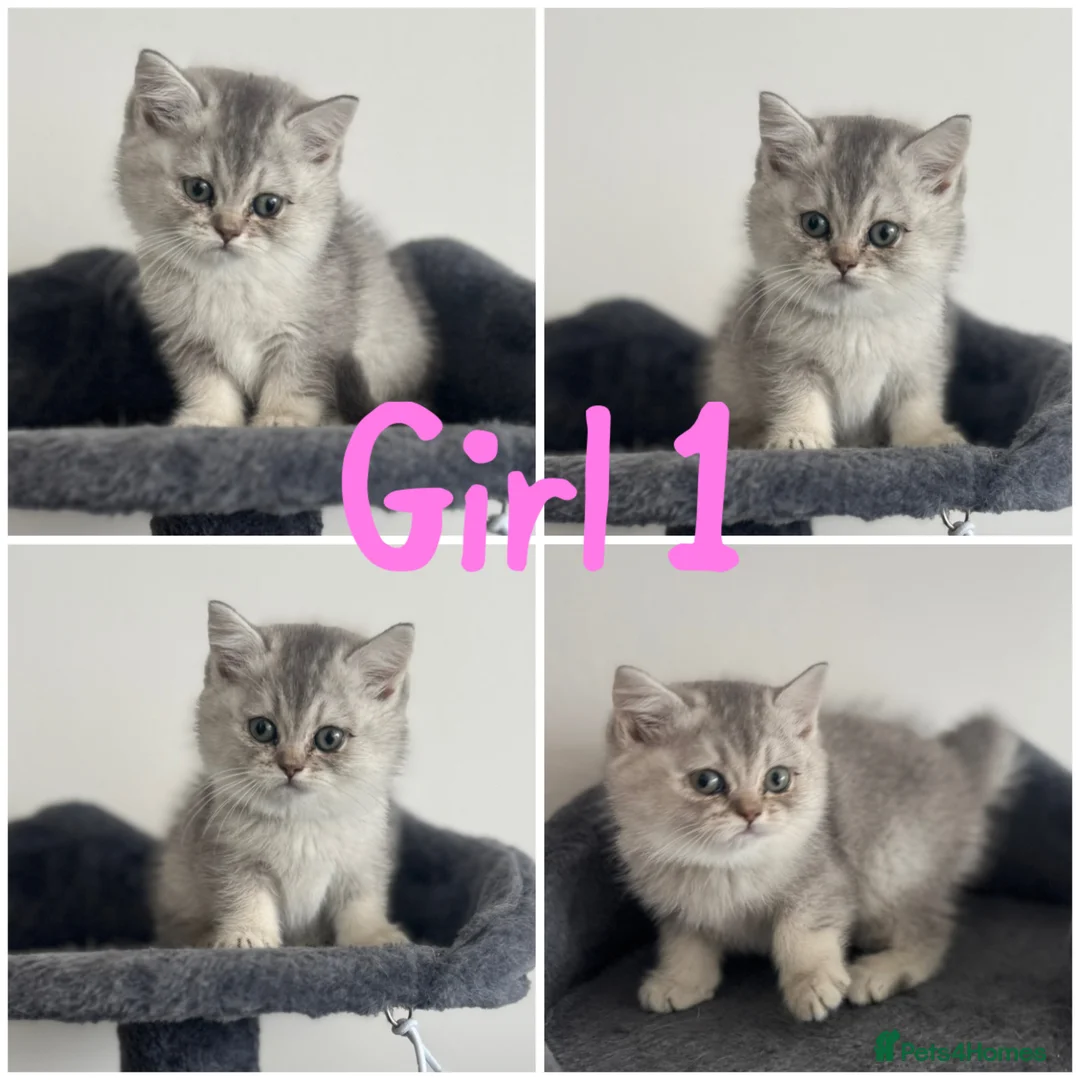 British Shorthair cats for sale: 5 Beautiful British Short hair kittens - Advert 1