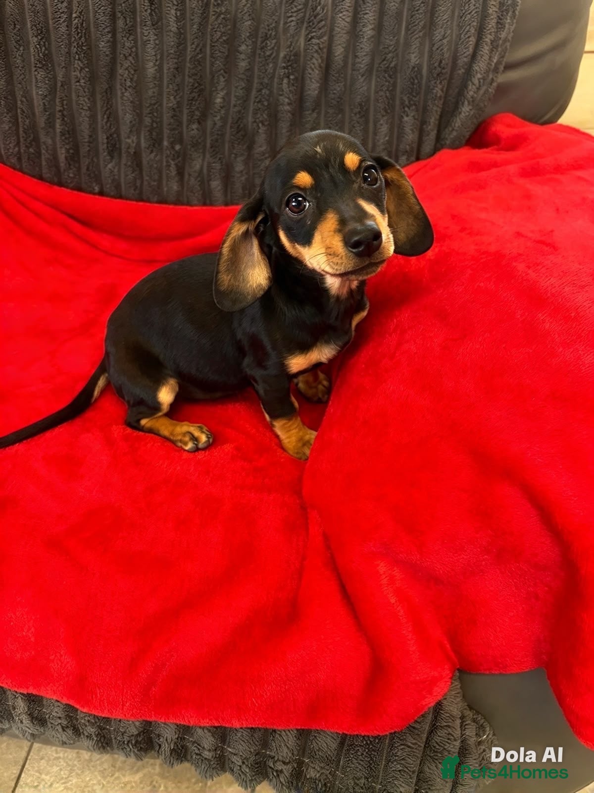 Dachshund dogs LAST TWO DASCHUND GIRL READY l AM NOT UGLY - Advert 2