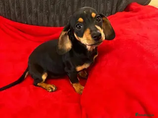 Dachshund dogs LAST TWO DASCHUND GIRL READY l AM NOT UGLY - Advert 2