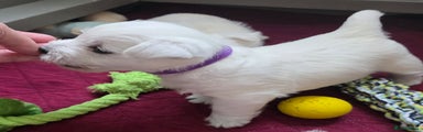 West Highland Terrier Puppy 1