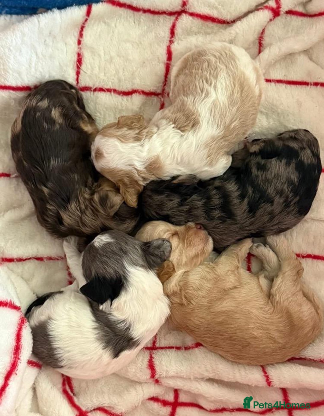 Cavapoo dogs for sale: Cavapoo puppies  - Advert 2