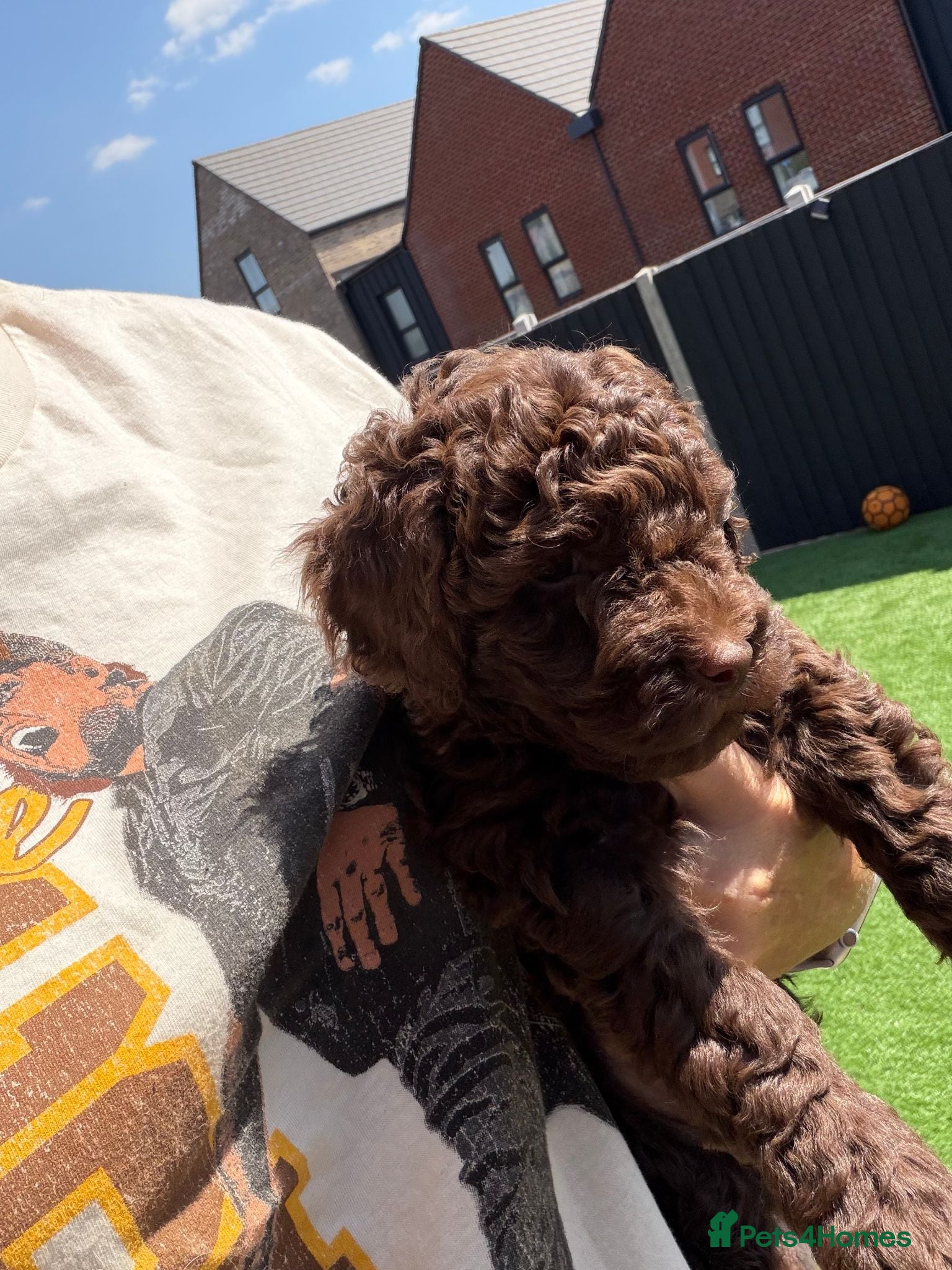 Cockapoo dogs Single Brown Puppy - Advert 1