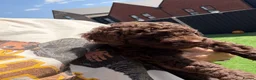 Cockapoo dogs for sale: Single Brown Puppy in Leighton Buzzard - Advert 5